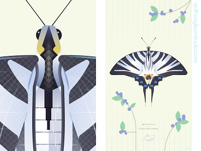 scarce swallowtail anthony leon studio anthonyleonstudio bug butterfly illustrator art insect insectdesign posterdesign scarceswallowtail vector