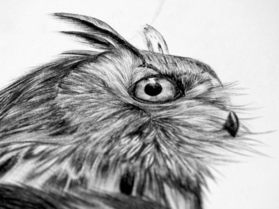 Deep forest biro feathers finearts owl realistic