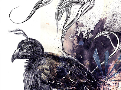 Behind the unknown – Congo peacock cryptozoology feathers illustration infographic design lines peacock realistic structure watercolor