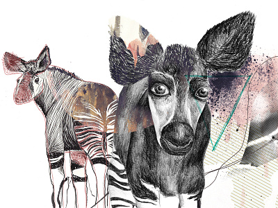 Behind the unknown – Okapi animal collage cryptozoology drawing illustration lines okapi patter pen realistic watercolor