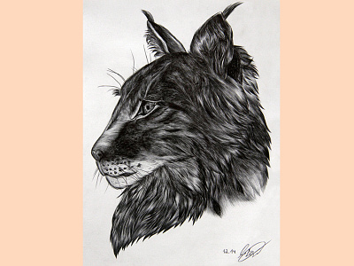 Lynx illustration