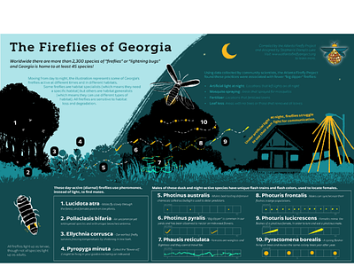 The Fireflies of Georgia - educational poster conservation design ecology educational educational poster fireflies firefly georgia graphic design illustration infographic nature poster poster reference reference art schoolroom science science illustration science poster