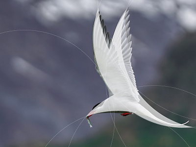 Arctic tern Bird Logo