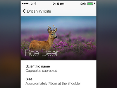 British Mammals - iOS 7 App app british clean england ios ios 7 ios7 iphone photo simple wildlife