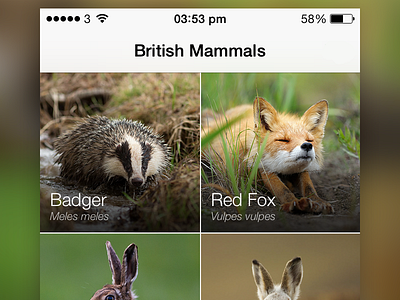 British Mammals (Grid View) - iOS 7 App app british england grid ios ios 7 ios7 iphone list photo simple wildlife