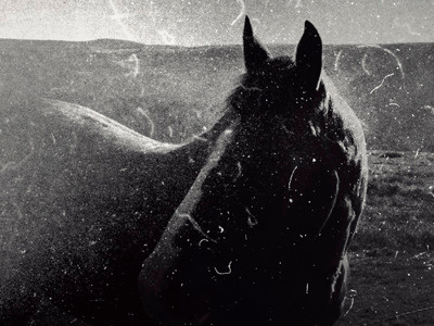 Horse black and white composition manipulation photography