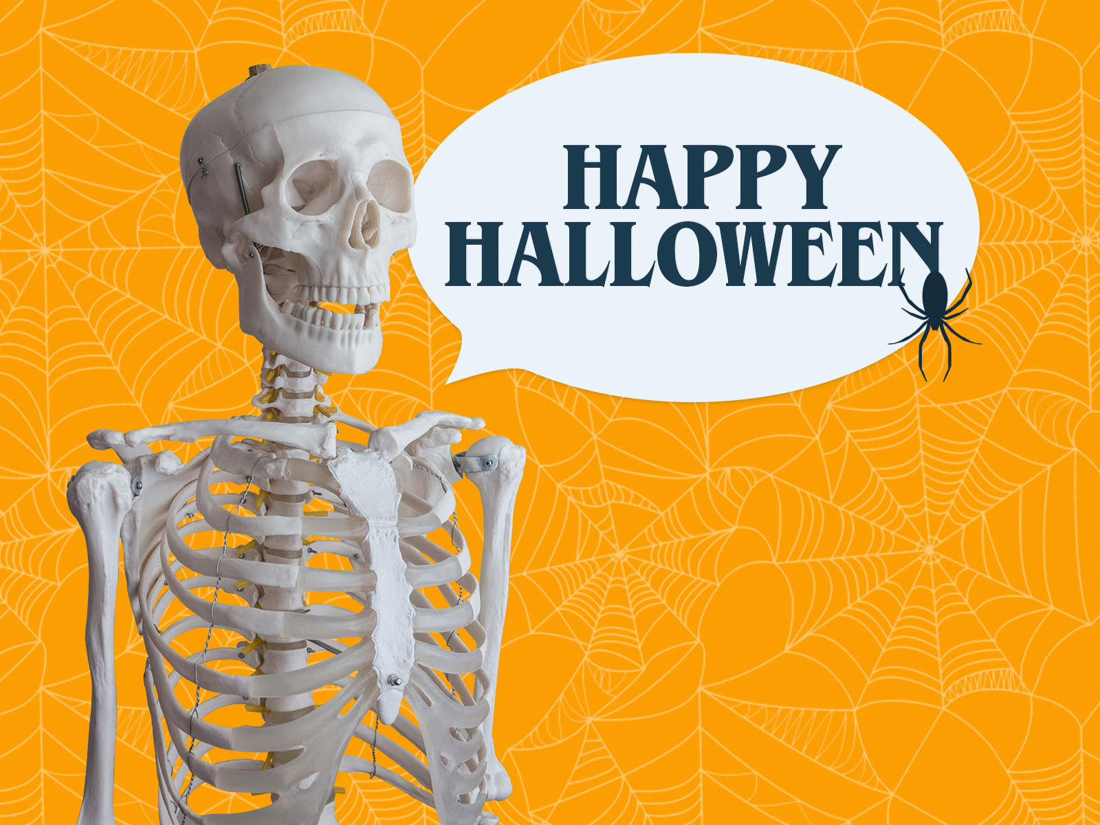Happy Halloween aftereffects animation design graphicdesign halloween halloween design motiongraphics photoshop skeleton skull spider spooky