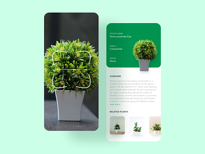 Plant Finder App app appdesign design design app minimal plant plantapp plantfinder scanner uiuxdesign ux web