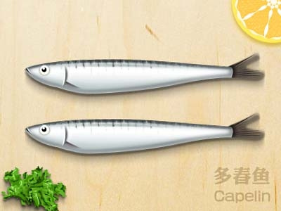 Capelin capelin fish food zldesign