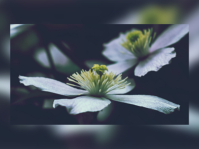 Beautiful Flower Photo editing flower foto nature photoshop