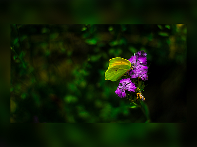 Butterfly on Flower