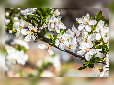 Bee Harvest Polen From Flower bee editing flower nature photography photoshop