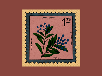 Vietnamese Elderberry Stamp berries fruit illustration procreate stamp vietnamese