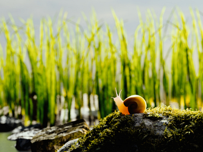 Snail blender