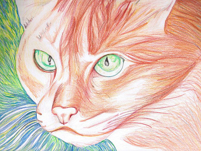 Cat Colourpencil