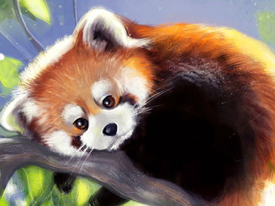 Panda animal illustration panda