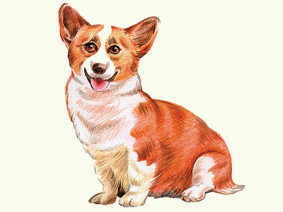 Dog illustration