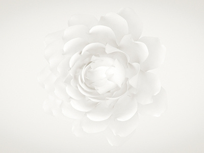 White On White Experiment 3d experiment flower petals rose white