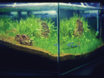 Aquascape