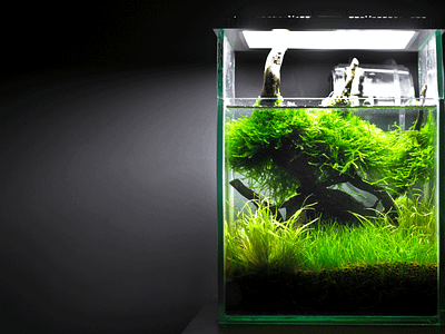 Nano Scape aquarium aquascape aquascaping fish plant