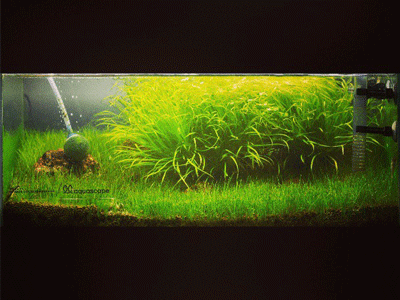 Aquascape aquarium aquascape aquascaping fish plant