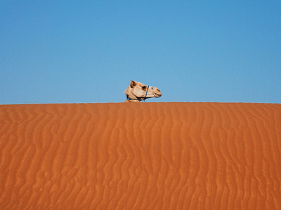 Changing Room camel desert dune sand