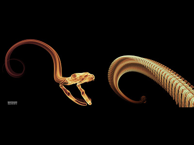 Maximum Snake anaconda geographic maximum national skeleton snake