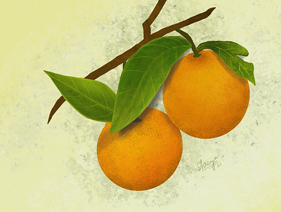 Oranges digital art digital illustrator digital painting digitalart illustration procreate procreateart vector