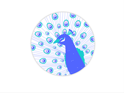 Peacock affinity designer bird blue color palette contest design illustration nature peacock vector yay