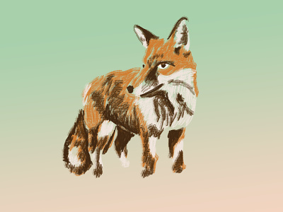 Fox Sketch fox illustration quick sketch