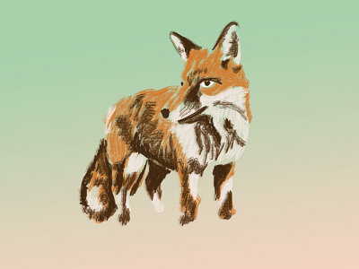 Fox Sketch