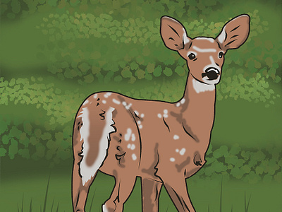 Fawn Illustration deer fawn illustration quick sketch whitetail woodland