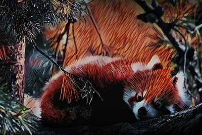 Red Panda art design digital editing graphic illustration manipulation photo photoshop