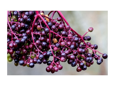 Elderberries