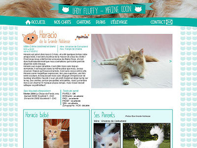 webdesign - cattery*2 adobe muse breeding cat cattery hair maine coon web webdesign website