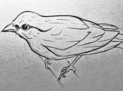 Bird bird blackandwhite illustration