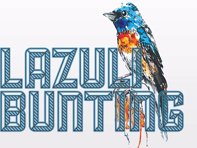 Lazuli Bunting bird illustration lazuli bunting typography watercolor