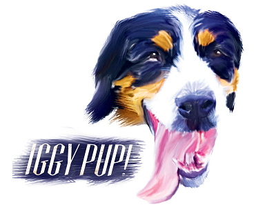Iggypup art design dog graphic design greater swiss mountain dog iggy illustration painting