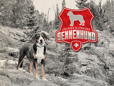 Sennenhund design dog graphic design greater swiss mountain dog illustrator logo logo design photoshop swiss swissy switzerland