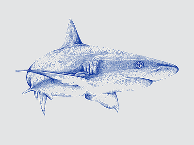 Shark Stippled Digital Illustration by Design by Cheyney art artist blue by cheyney digital dots drawing graphicdesign great great white japanese style mcdonnell nature pointillism shark stipple stippled stippling white