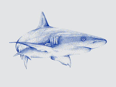 Shark Stippled Digital Illustration by Design by Cheyney
