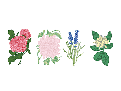 Botanical Flower Illustrations