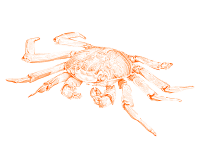 Crab Drawing