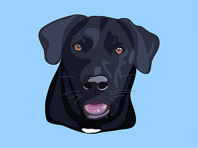 Walter the Black Labrador animal animated apple pencil blue bold bold color bright bright color cartoon colour design dog doggy drawing flat illustration illustrator pup puppy vector