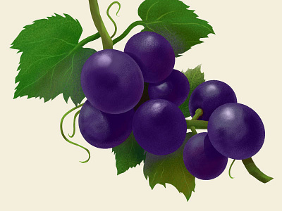 Grapes balsamic digital fruit grape illustration painting