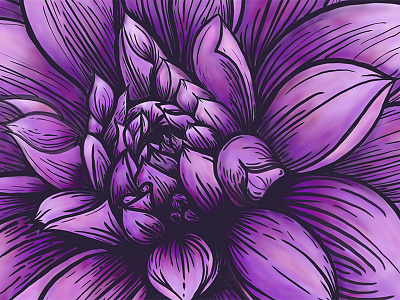 Thomas Edison Dahlia botanial dahlia floral flower illustration purple