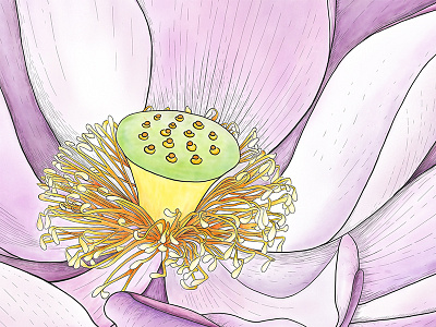Lotus bee botanial floral flower illustration lotus macro