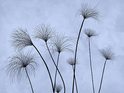 Papyrus Sedge