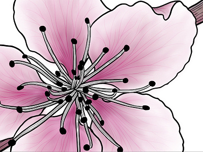Peach Blossom blossom botanical illustration ipad peach procreate spring