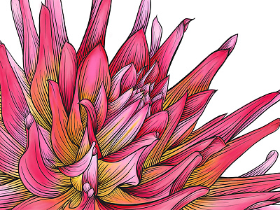 Fabulous In Pink botanical dahlia illustration ipad procreate